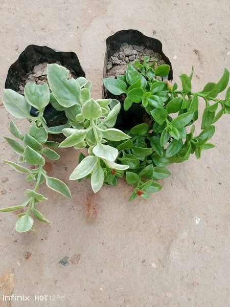 plantes vertes d'intérieur