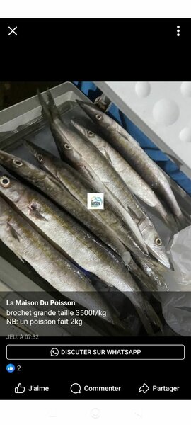 Poissons brochet
