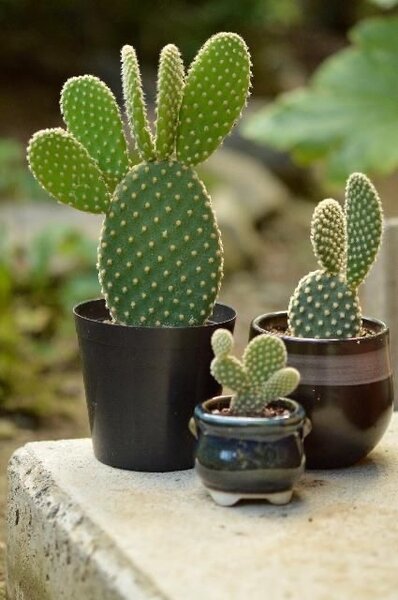 Bunny Ear Cactus