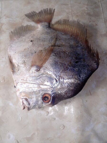 Poisson frais entier