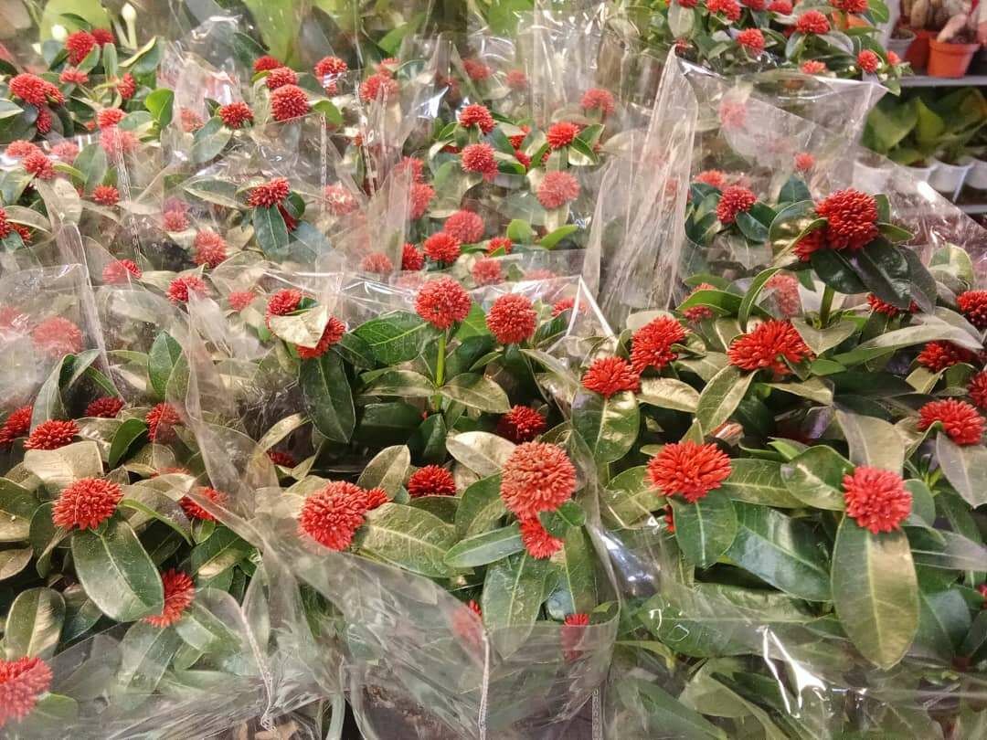 Женское счастье