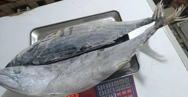 Poisson assaf 3kg,466