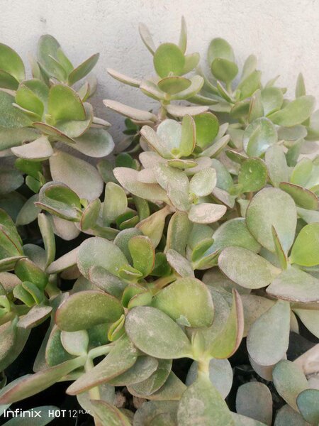 plantes vertes d'intérieur