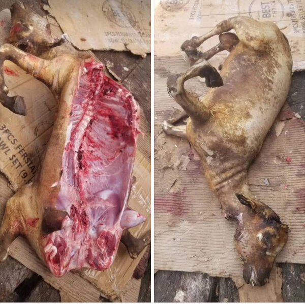 Carcasse de chèvre fraîche