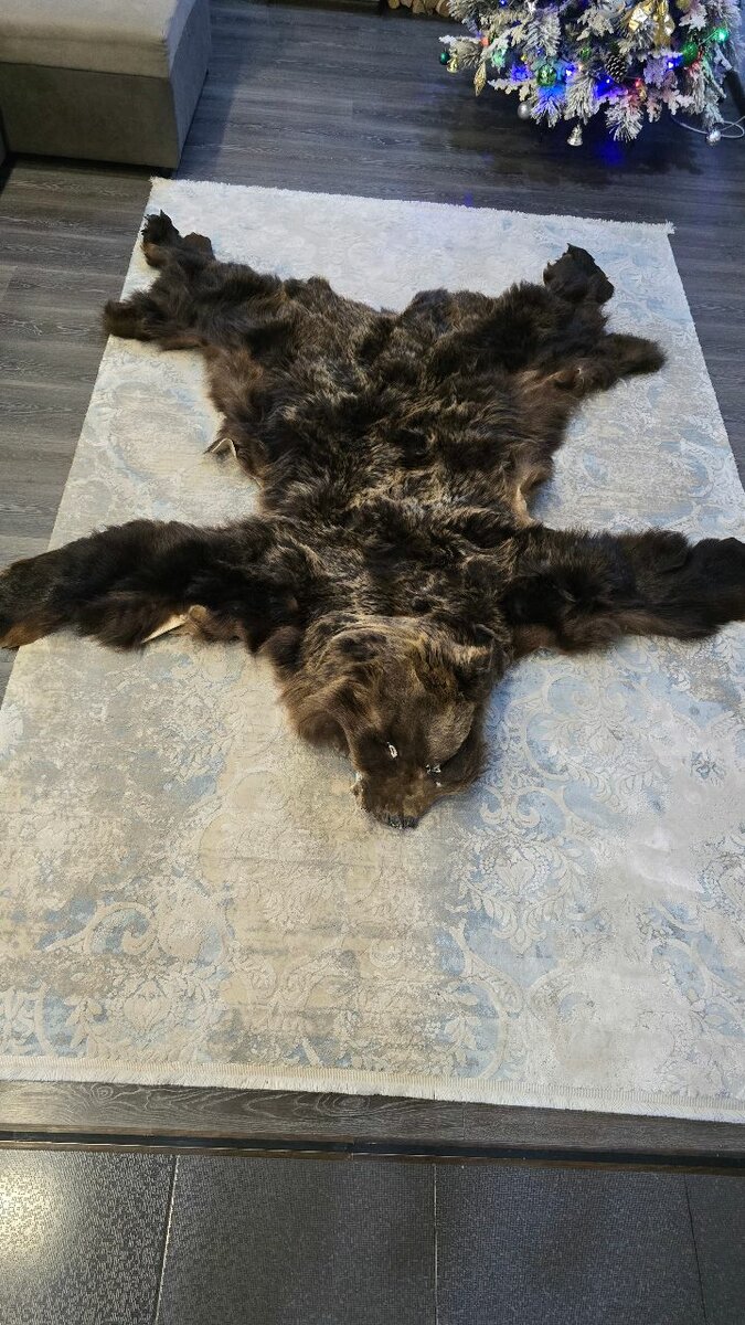 Продаю шкуру бурого медведя