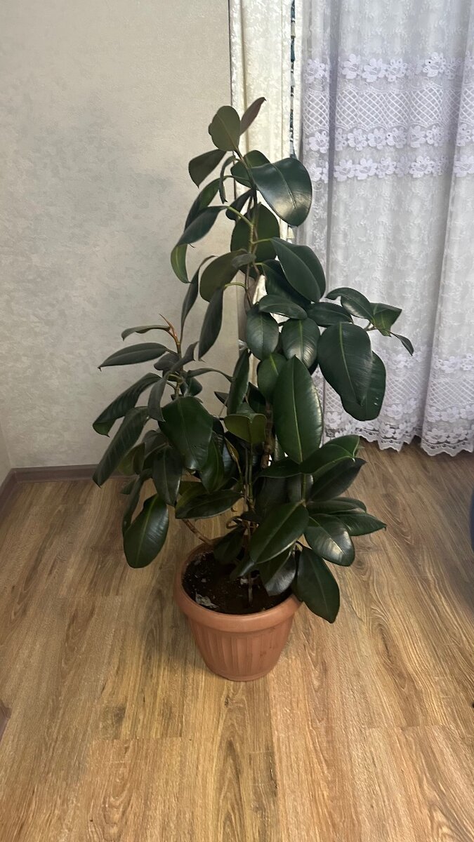 Фикус «Черный принц»