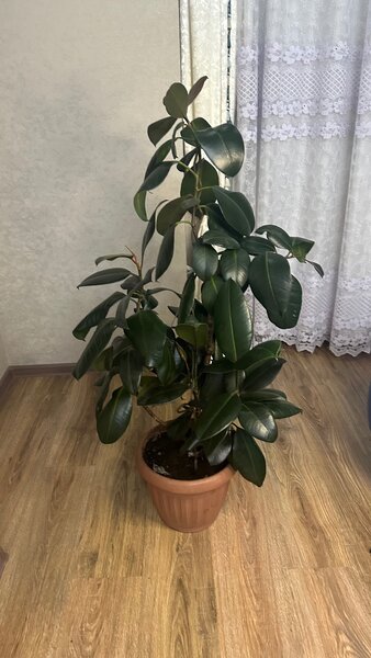 Фикус «Черный принц»