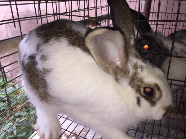 Rabbit Meat Available