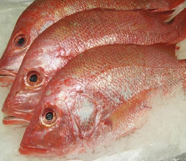 Red fish