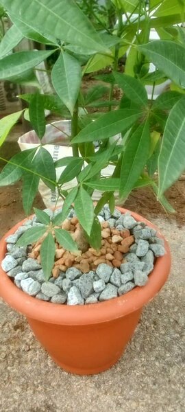 Pachira aquatica money tree