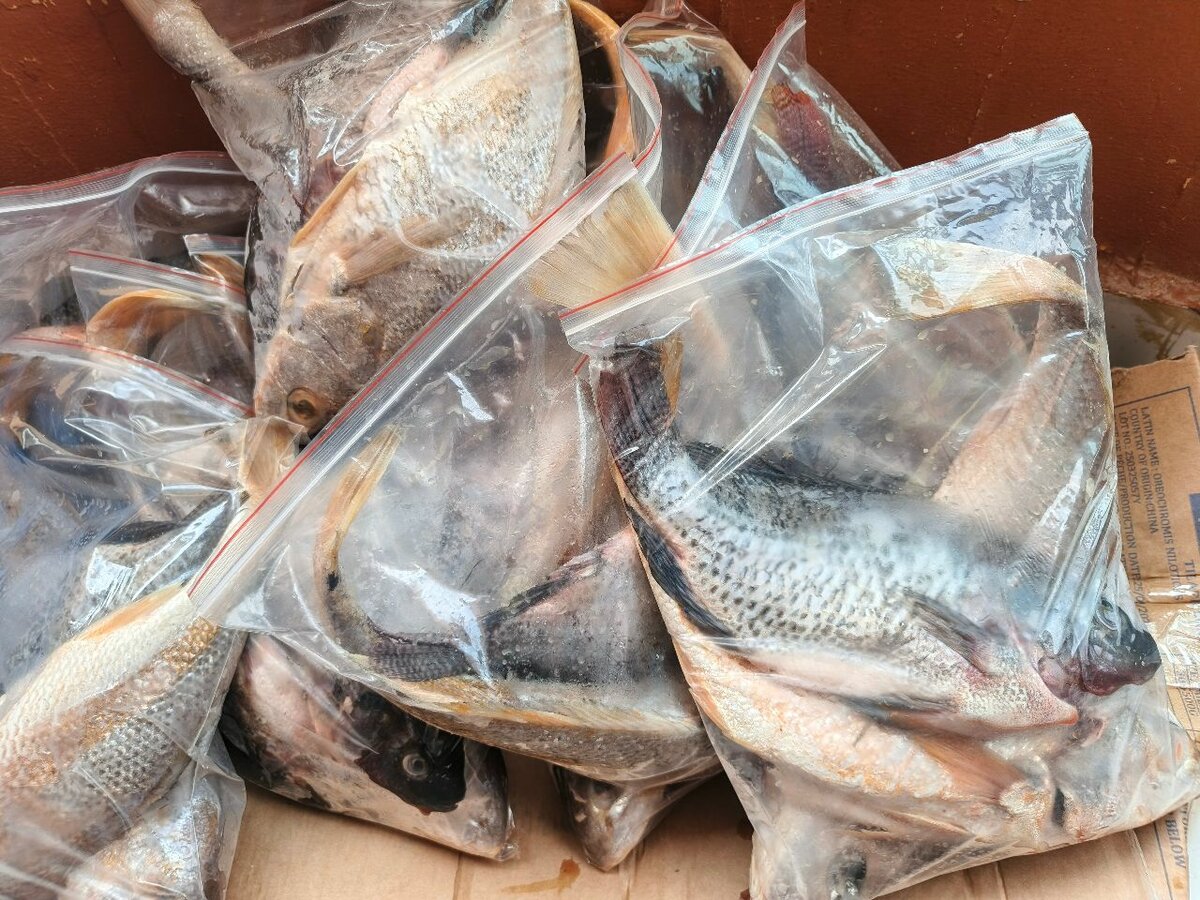 Poisson frais nettoyé kit de 3