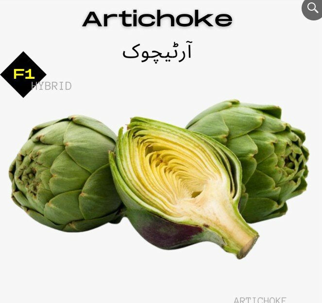 Artichoke Seeds آرٹیچوک
