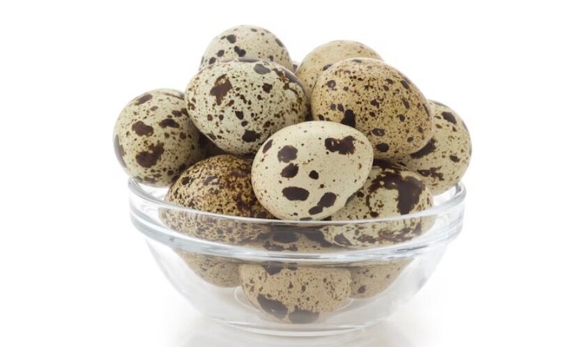 Œufs de caille frais