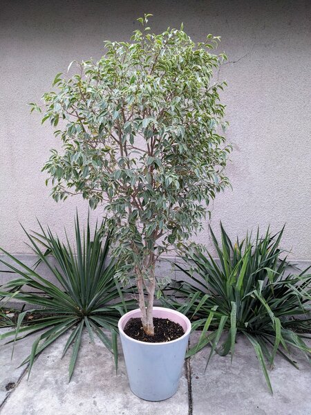 Продаю фикус Бенджамина 5500 сомов