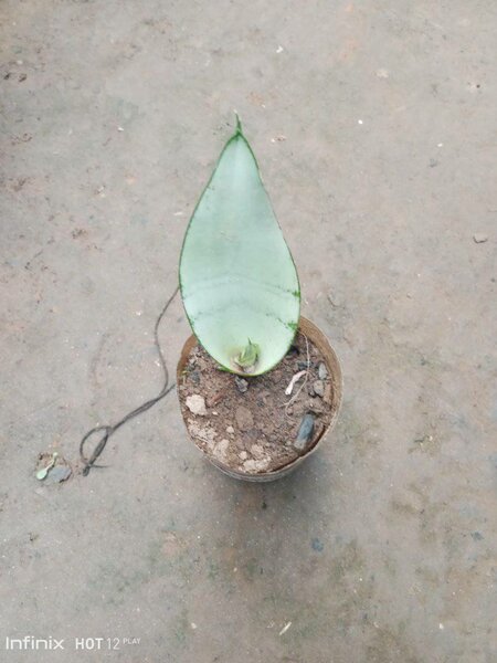 plantes vertes d'intérieur