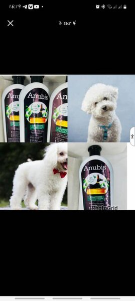 Shampoing pour chiens Anubis