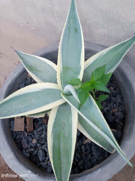 plantes vertes d'intérieur