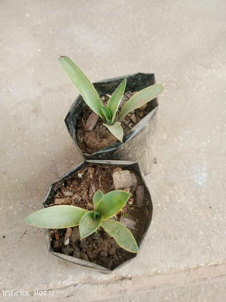 plantes vertes d'intérieur