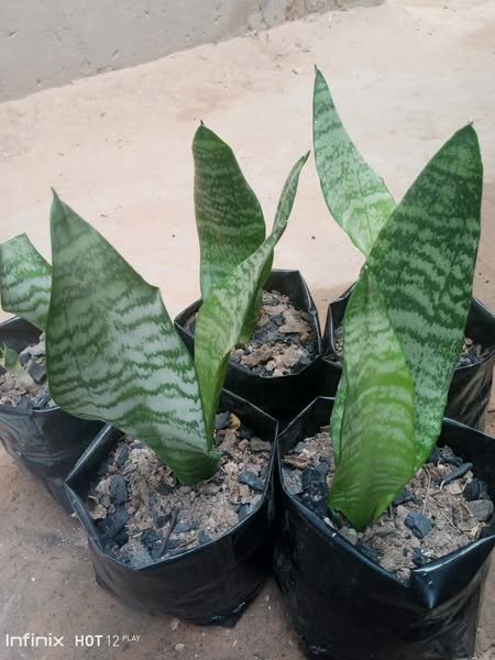 plantes vertes d'intérieur