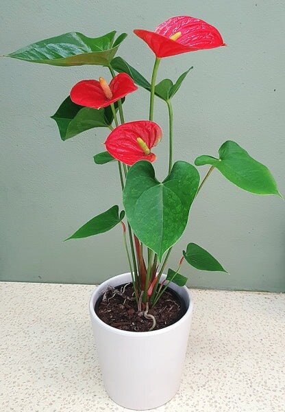 Anthurium Plant (indoor)