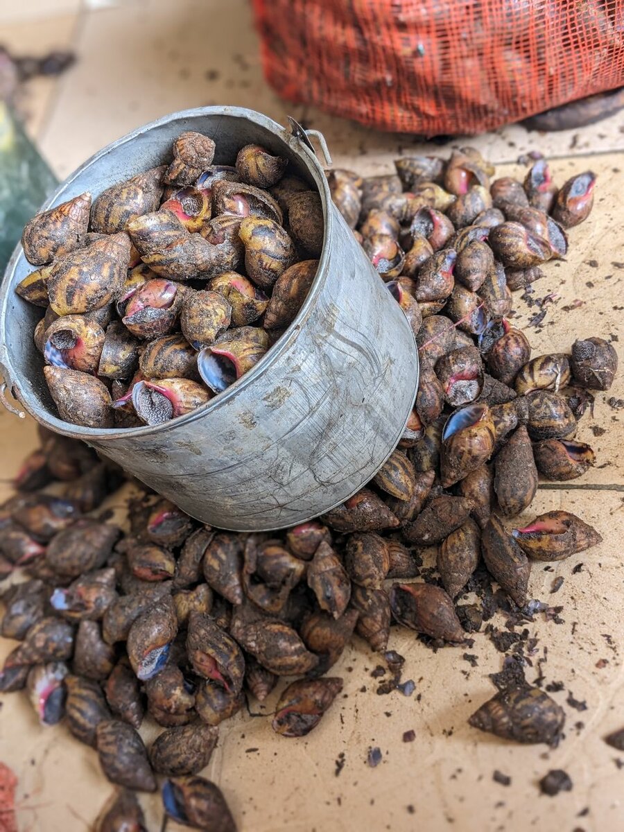 Escargots frais en vrac