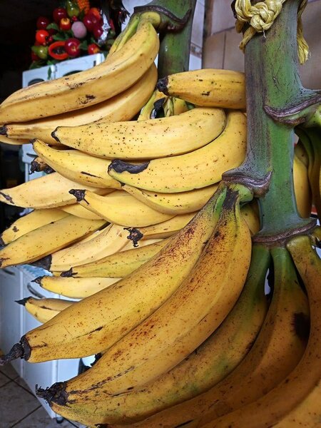 Fresh Organic Plantains