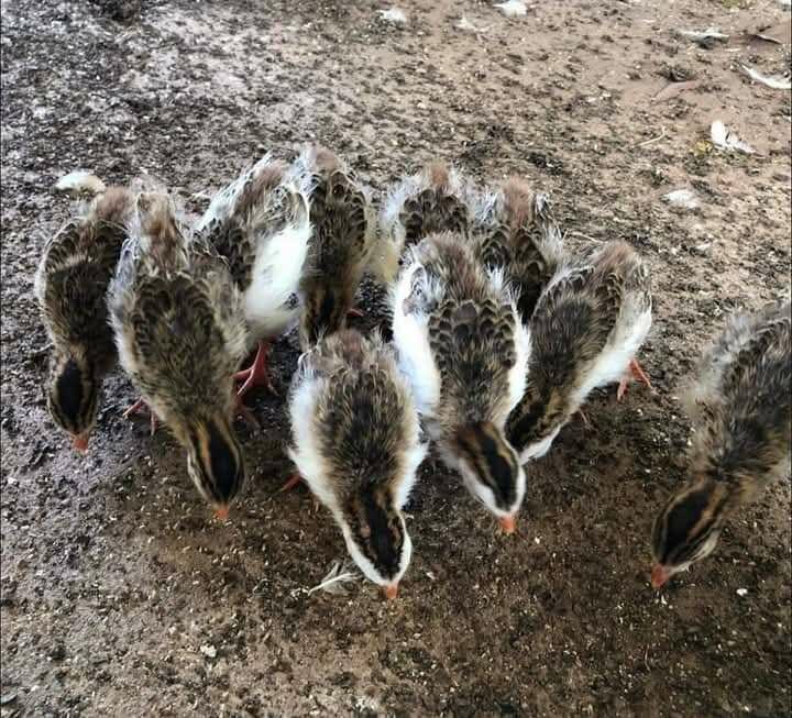 One month to four month old guinea fowls for sale
