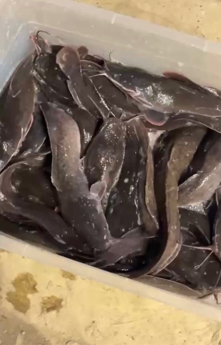 Fresh catfish