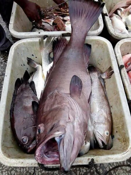 Poissonnerie Abidjan