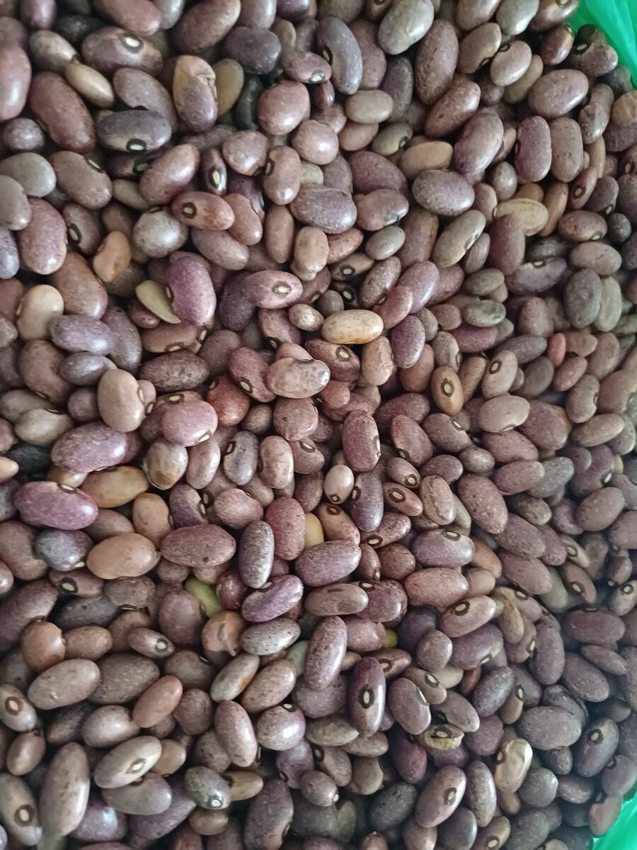 Kabulangeti Beans