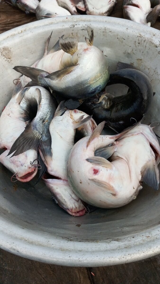 Mâchoiron eau douce kilo