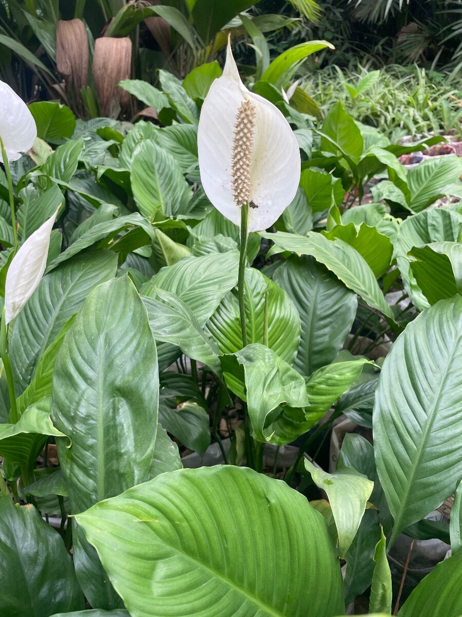 Peace Lilly