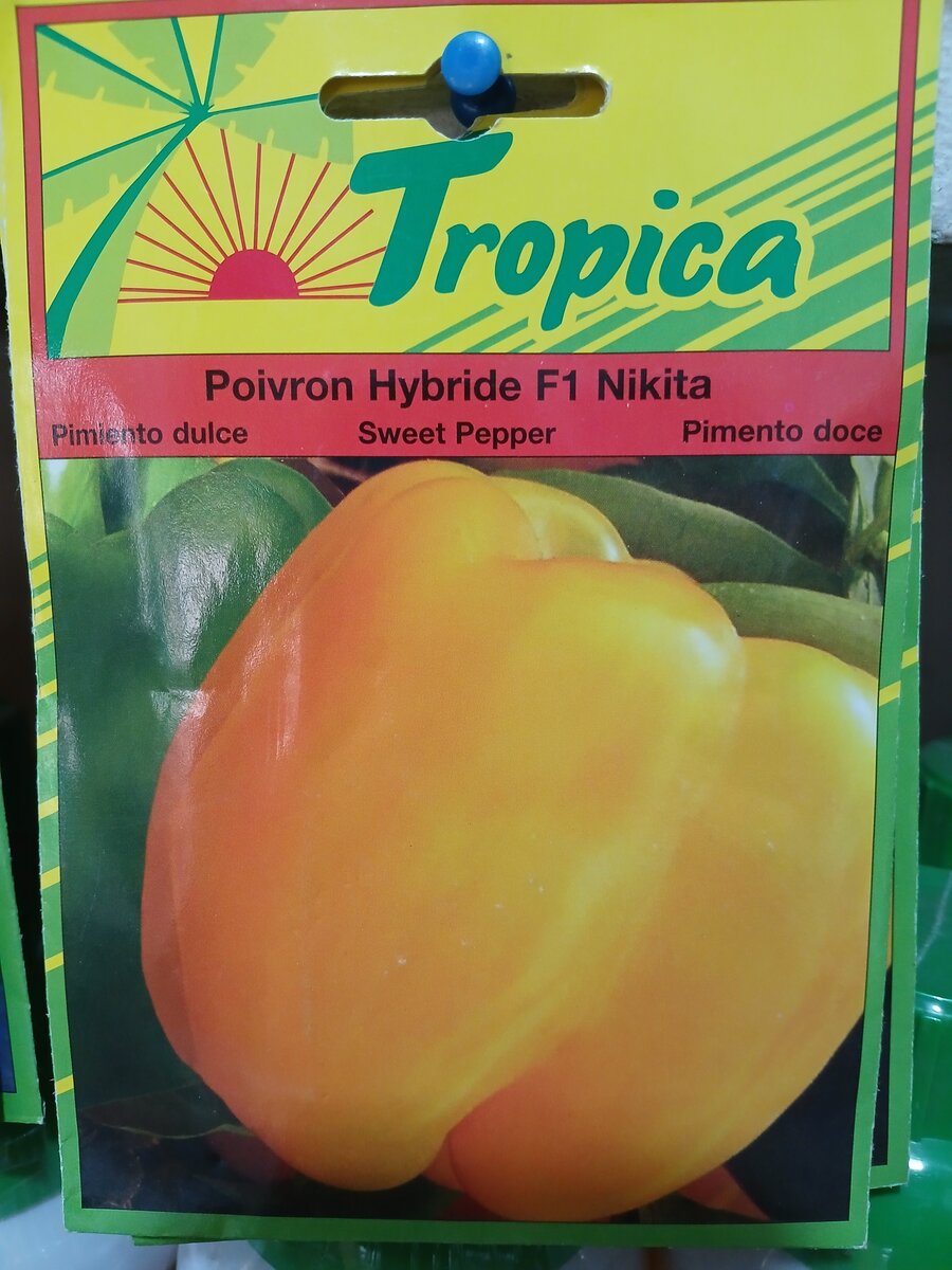 Yellow bell pepper seeds