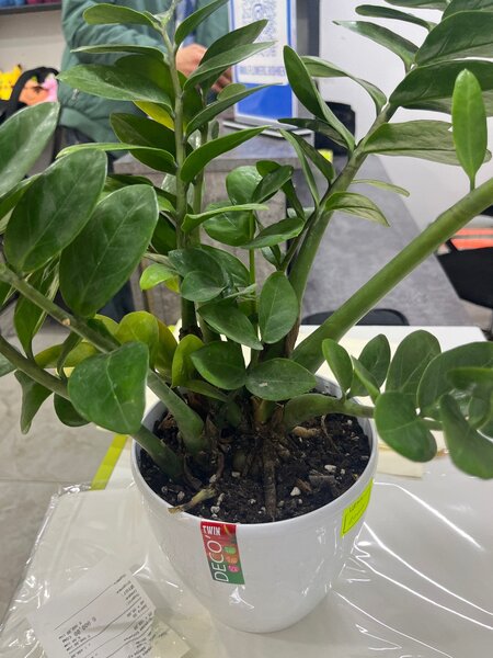 Декоративные растения