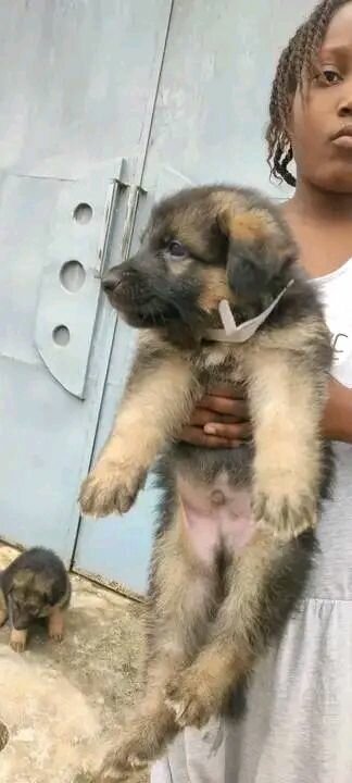 Chiots berger allemand