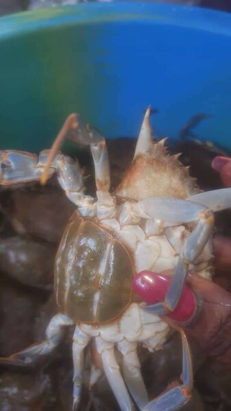 Crabes frais vendu par kg