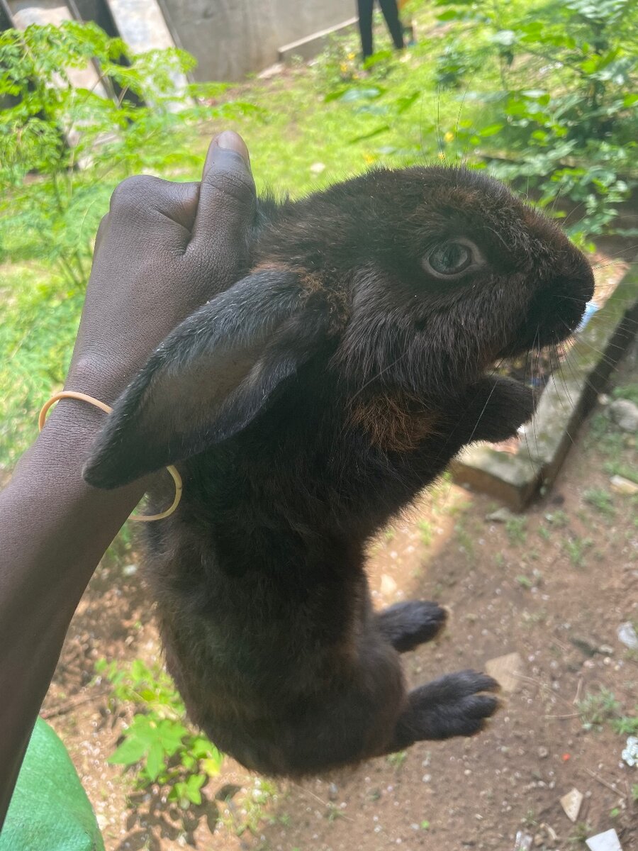 Lapins de ferme variés