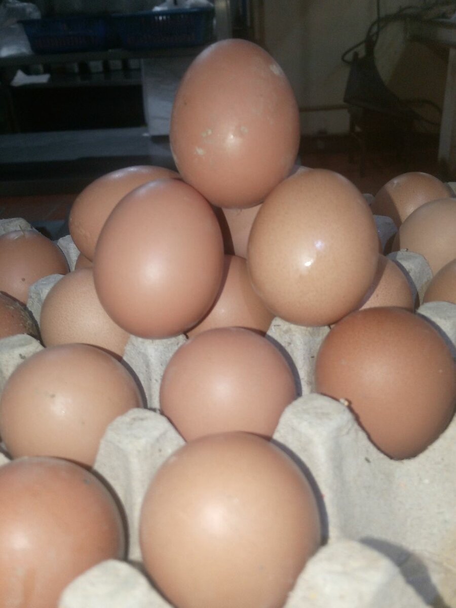 Desi lohaman eggs darjan