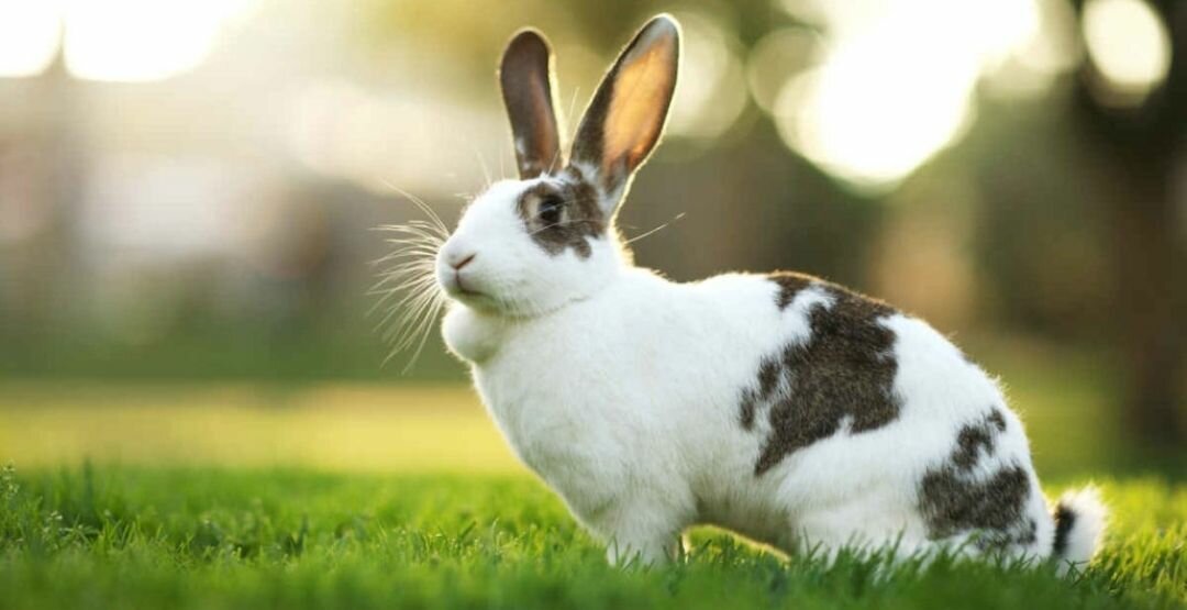 FROZEN DRESSED RABBIT