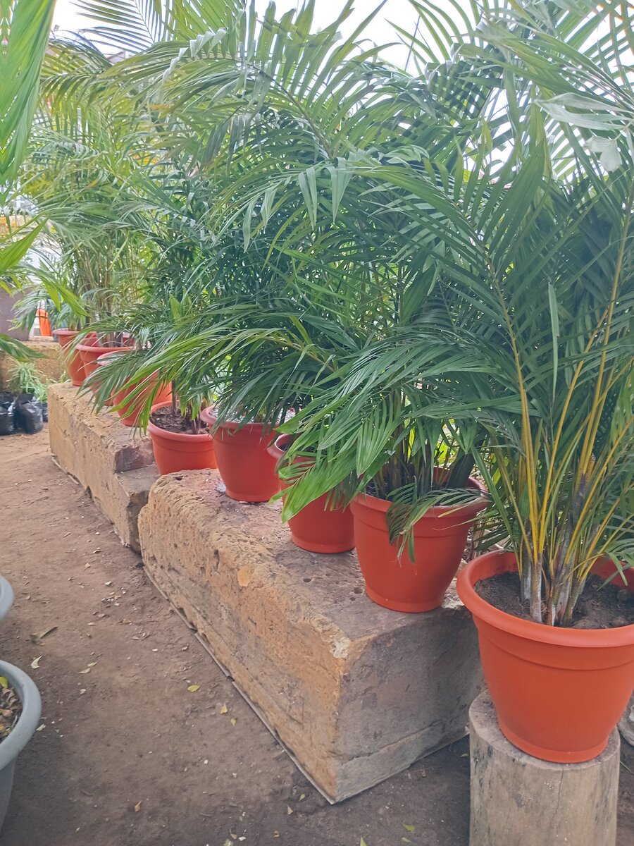 Magnifiques plantes en pot