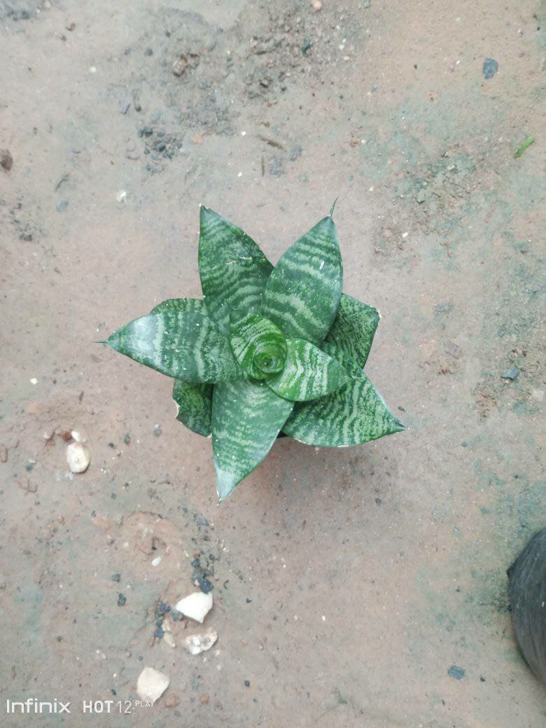 plantes vertes d'intérieur