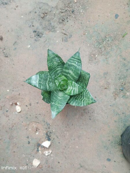 plantes vertes d'intérieur