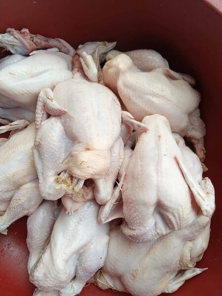 Poulets entiers frais