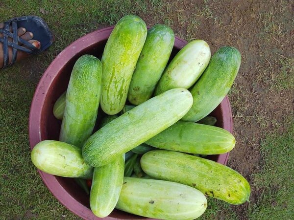 Concombres frais bio