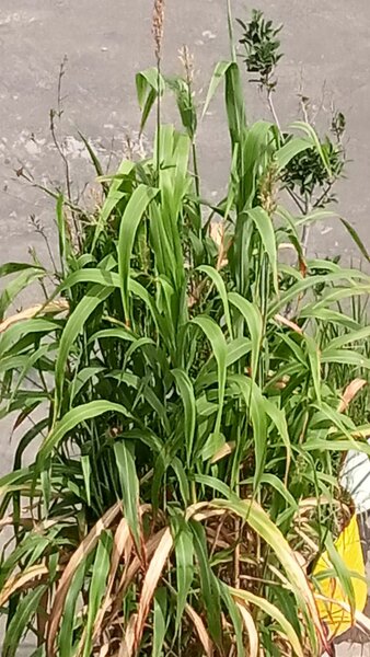 Seasonal Organic Vegitables