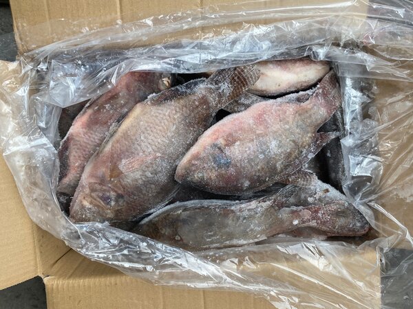 Poisson Tilapia 5/8