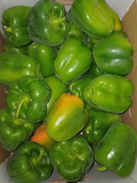 Poivrons Verts Frais 5kg