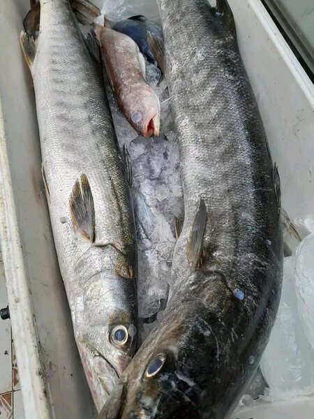 Gros Brochets au kilo