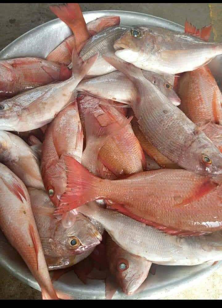 Fresh sea catch