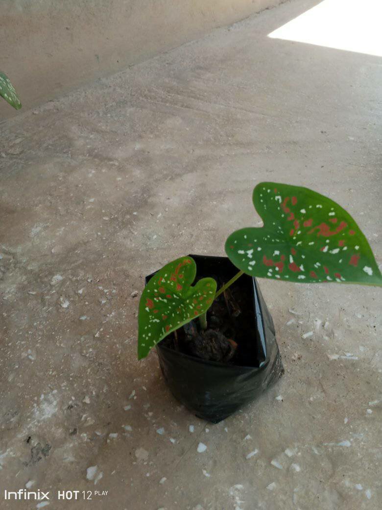 plantes vertes d'intérieur